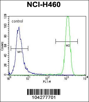 USP6 Antibody