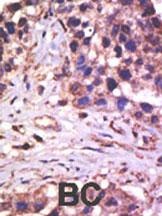 USP5 Antibody