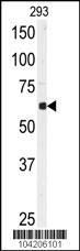 USP3 Antibody