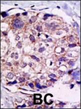 USP2 Antibody