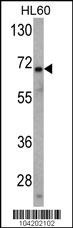 USP2 Antibody