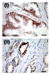 USP2 Antibody