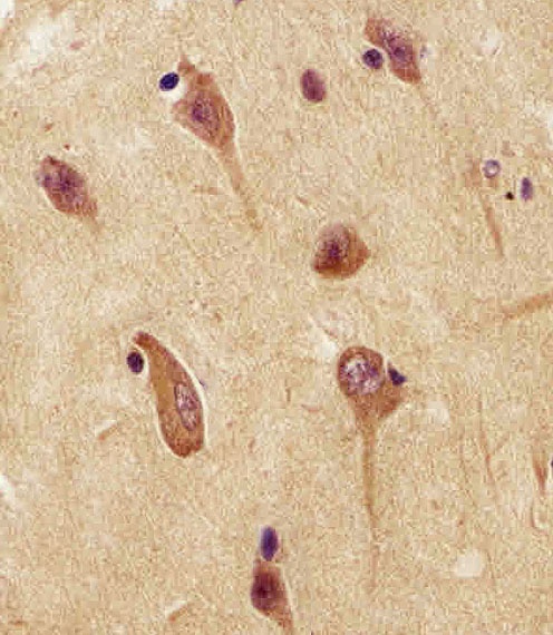 UCHL1 Antibody