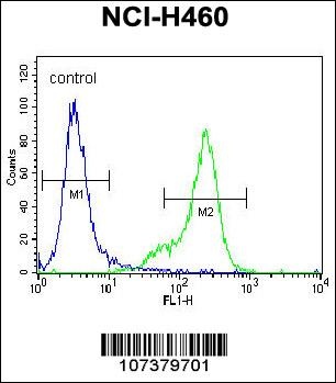 UCHL1 Antibody