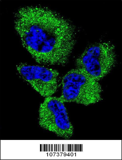 UCHL1 Antibody