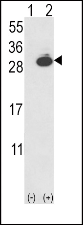 UCHL1 Antibody