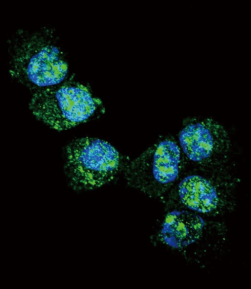 UCHL1 Antibody