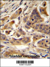 RBCK1 Antibody