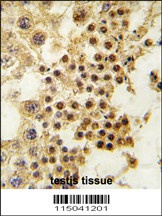 GDF3 Antibody