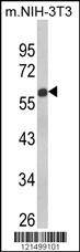 GDF10 Antibody