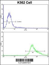 GDF10 Antibody