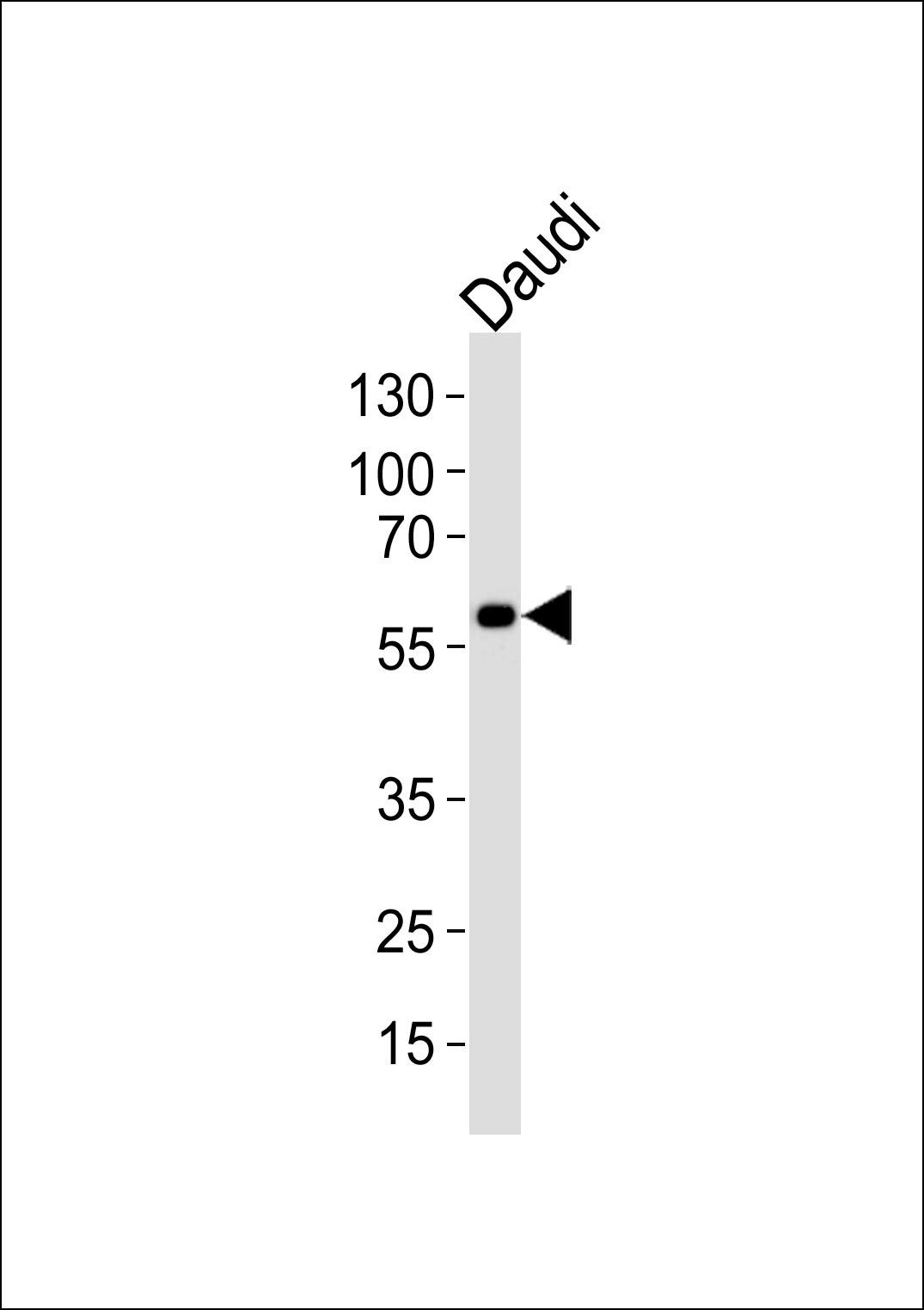 CHRNA9 Antibody