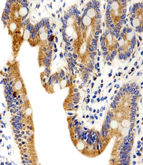 ADRA1D Antibody