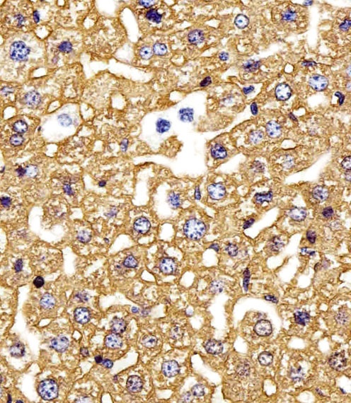 HBG2 Antibody