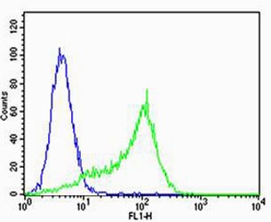 MPP7 Antibody