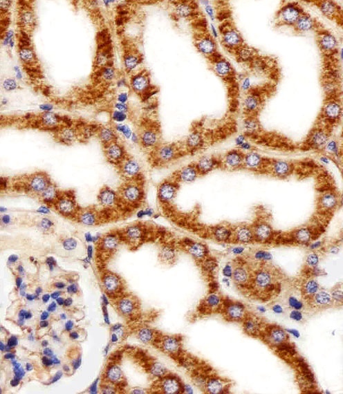 MPP7 Antibody