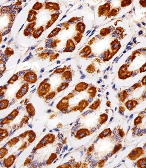 CYC1 Antibody