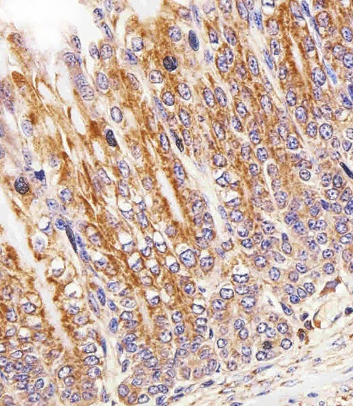 CYC1 Antibody