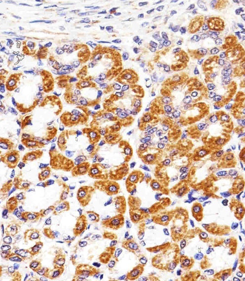 CYC1 Antibody