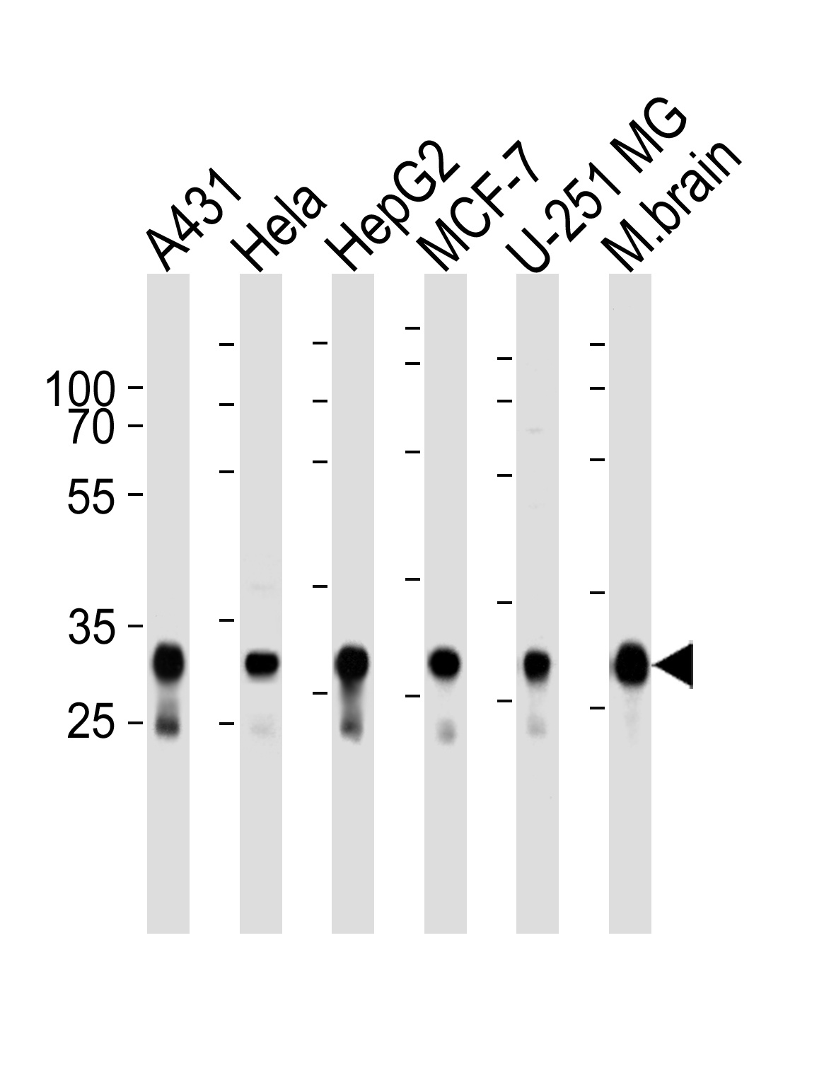 CYC1 Antibody