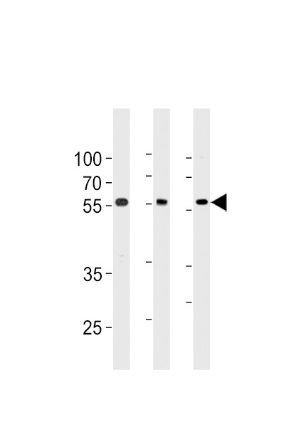 TRIM6 Antibody