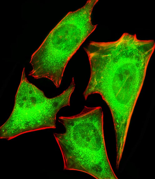 PSMC1 Antibody