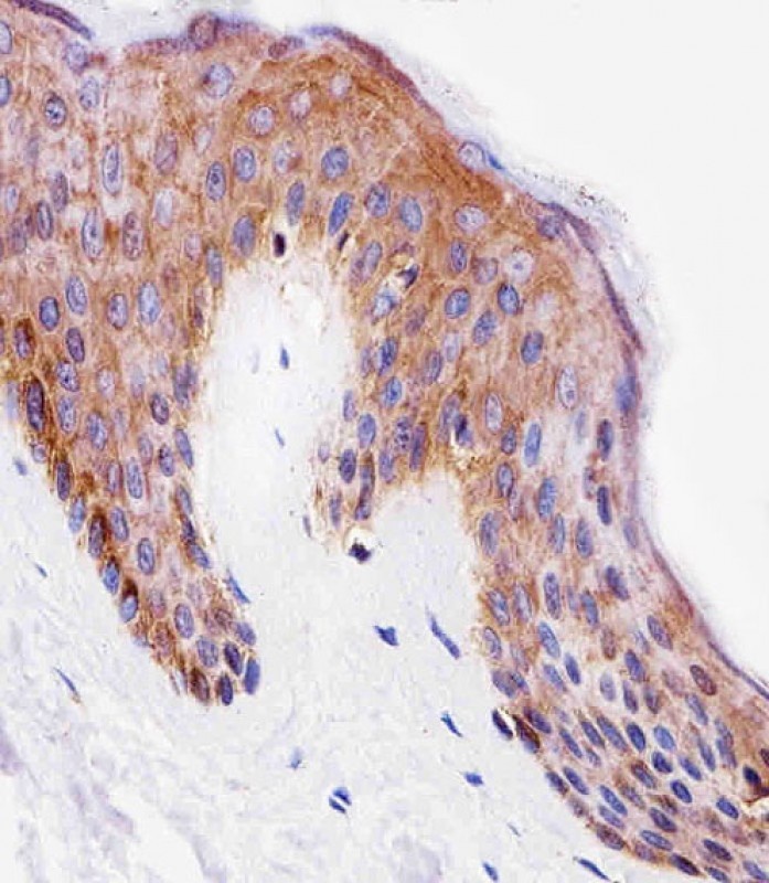 PITPNA Antibody