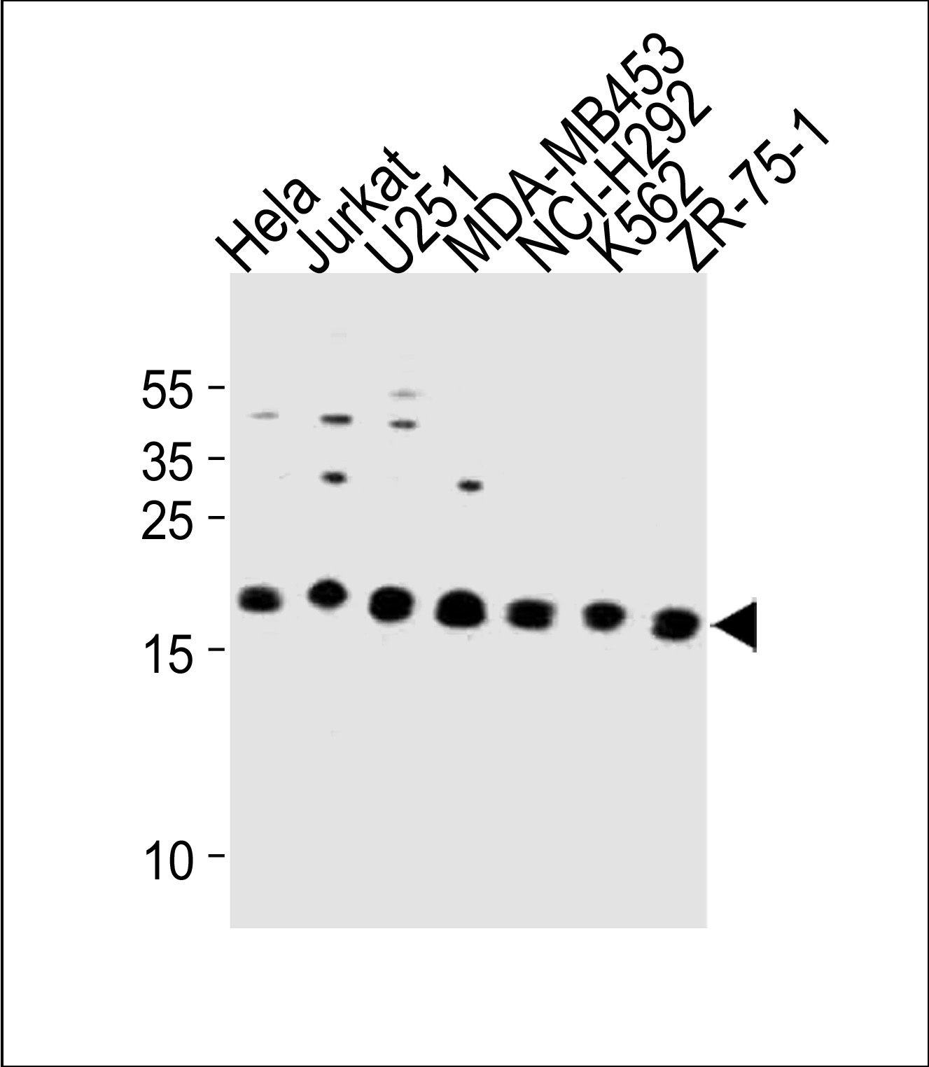 ICT1 Antibody