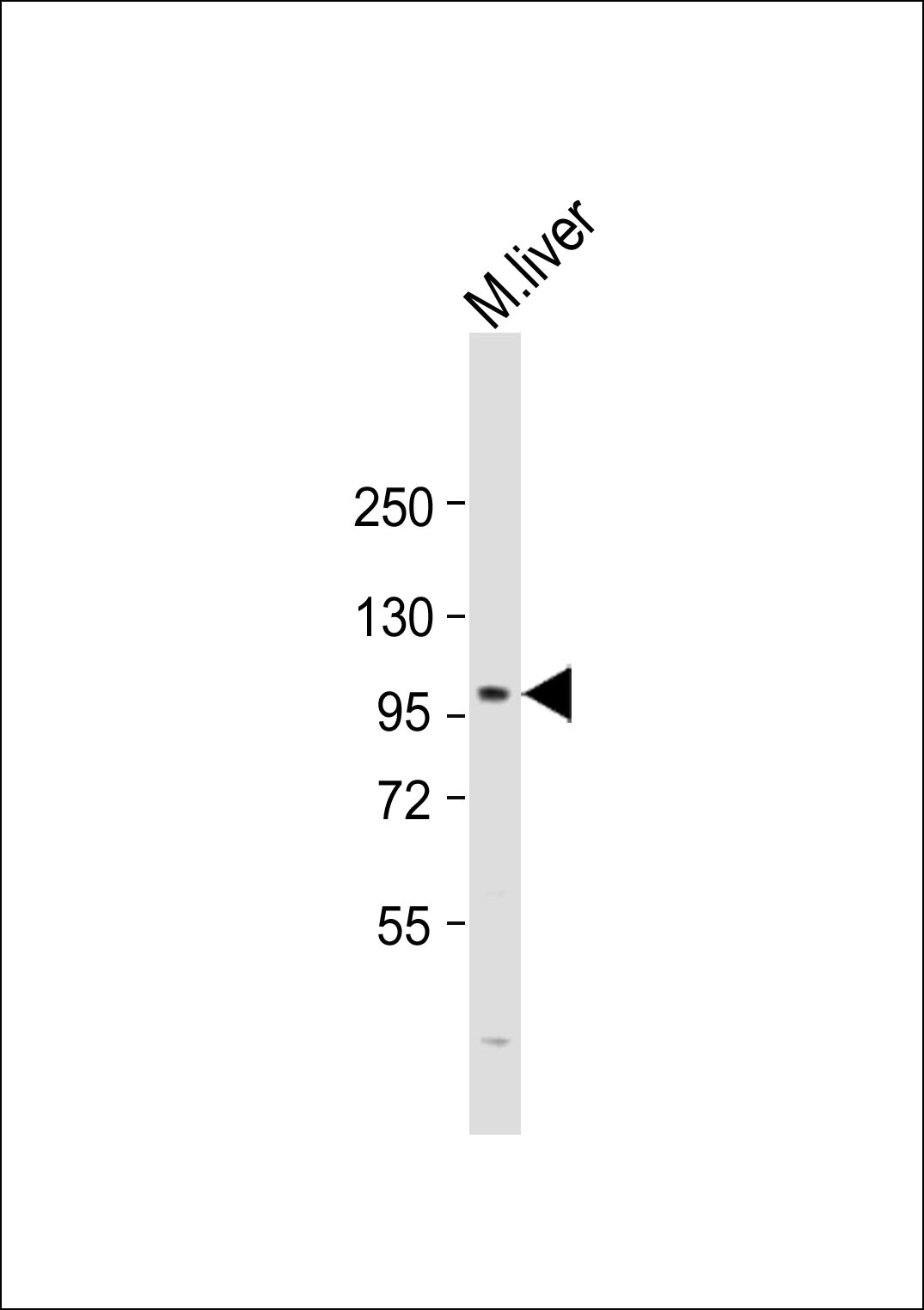 PROX1 Antibody