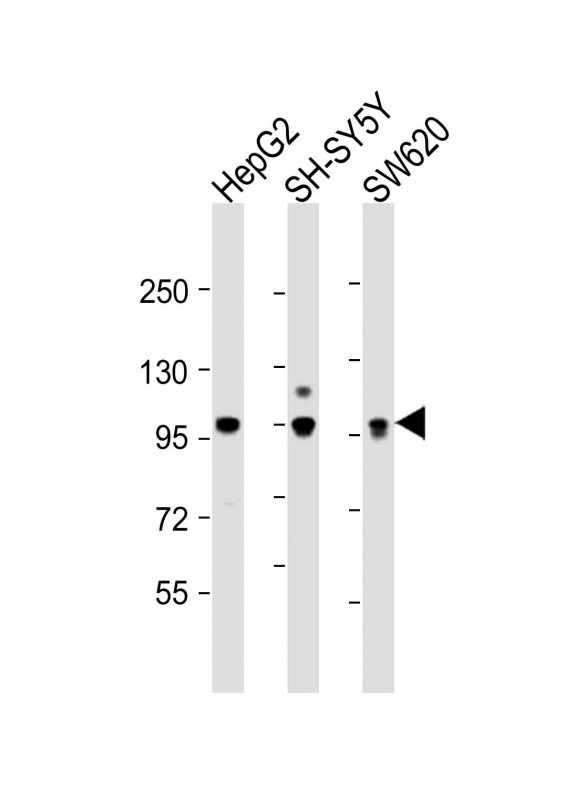 PROX1 Antibody