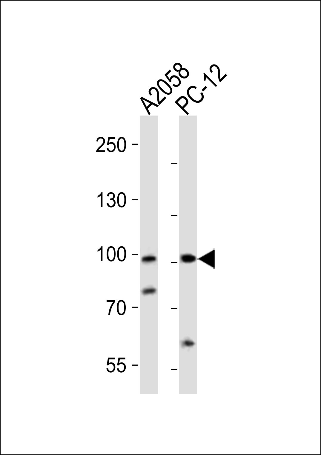 PROX1 Antibody