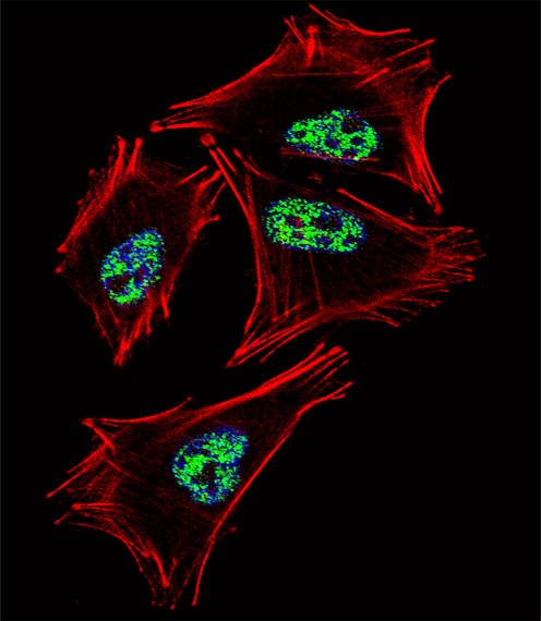 PROX1 Antibody