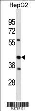 STOML2 Antibody