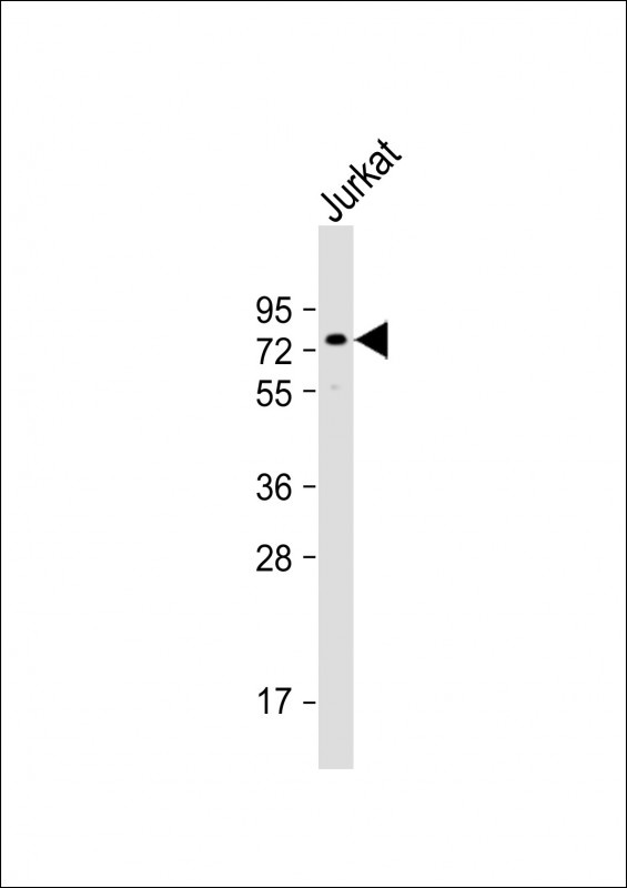 CPSF6 Antibody