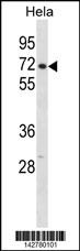 CPSF6 Antibody
