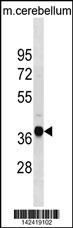 Ublcp1 Antibody