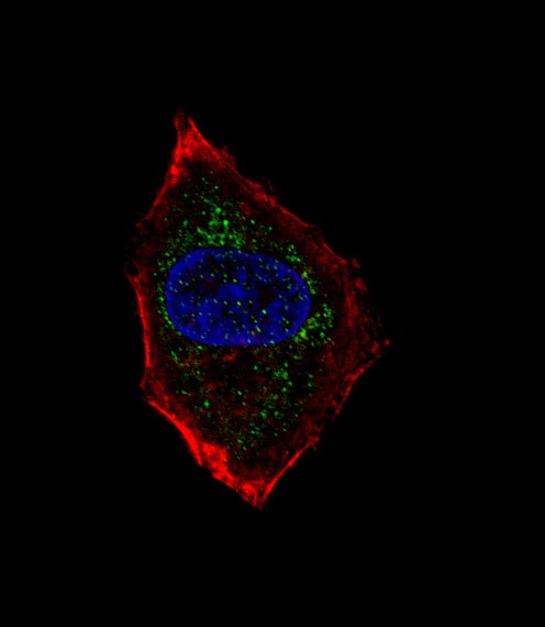 NeuroD1 Antibody