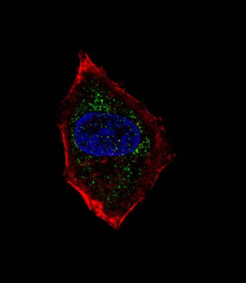 NEUROD1 Antibody