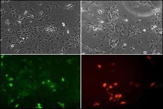 NeuroD1 Antibody