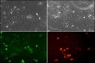 NEUROD1 Antibody