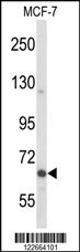 MAP2 Antibody