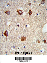 MAP2 Antibody