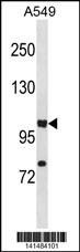 HIF1A Antibody