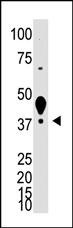 LYVE1 Antibody