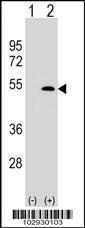 LYVE1 Antibody