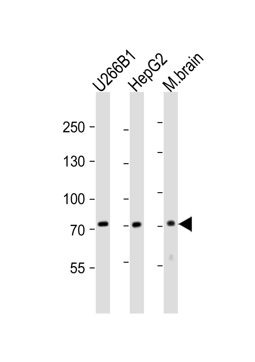 NT5E Antibody