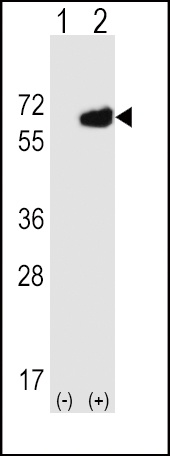 CD73 Antibody