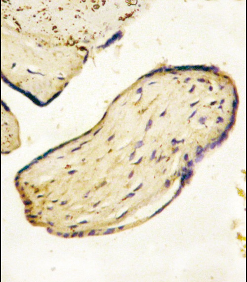 CD73 Antibody