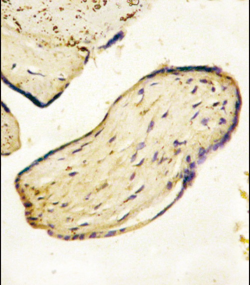 NT5E Antibody