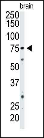 CD73 Antibody